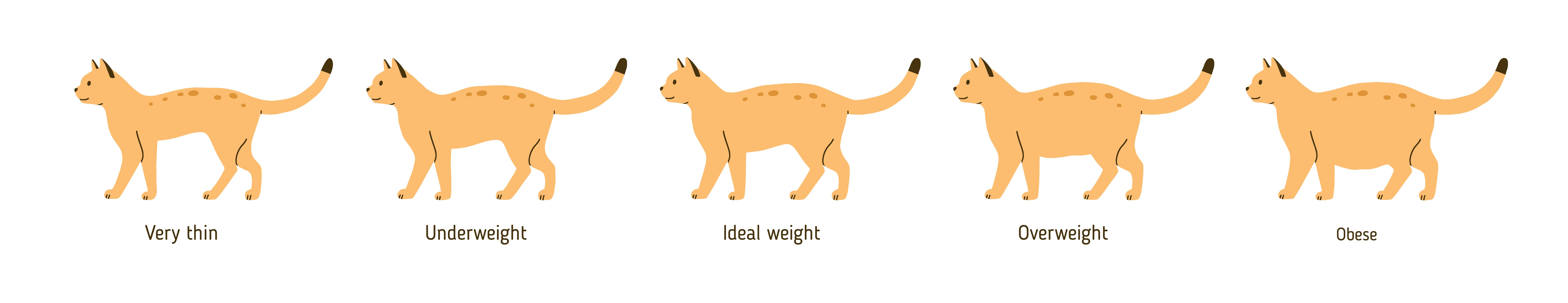 Overweight cat chart, Plains Vet 