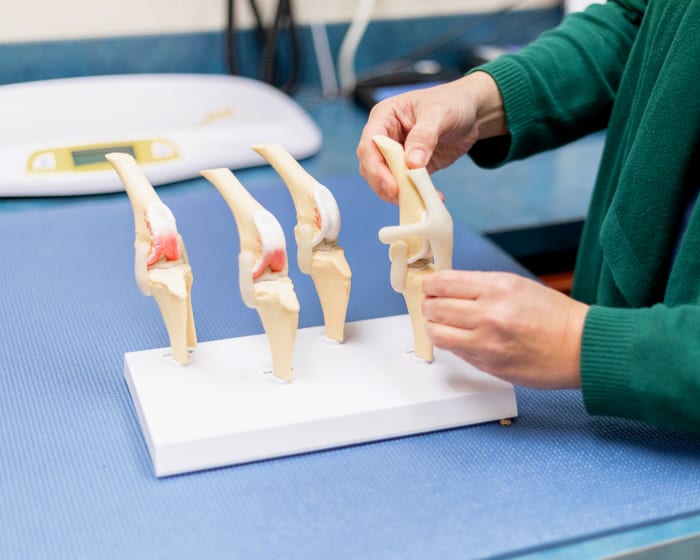 Veterinary orthopedic sales specialist near me