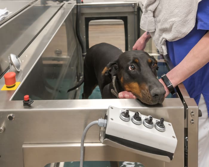 Physical Rehabilitation, Plains Vet